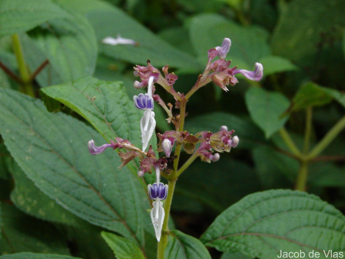 Coleus kanneliyensis L.H.Cramer & S. Balas.